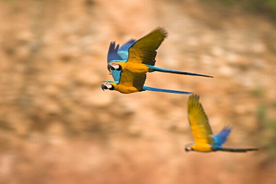 Whether a novice or an avid birdwatcher, you'll marvel at the variety of life in the Peruvian Amazon. Choose from a variety of eco-lodges, from rustic to luxurious, for your home base.