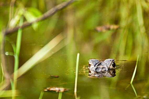 We will venture out at the river's edge at night, scanning the shores with headlamps and flashlights to catch the red gleams of reflection from caiman eyes.
