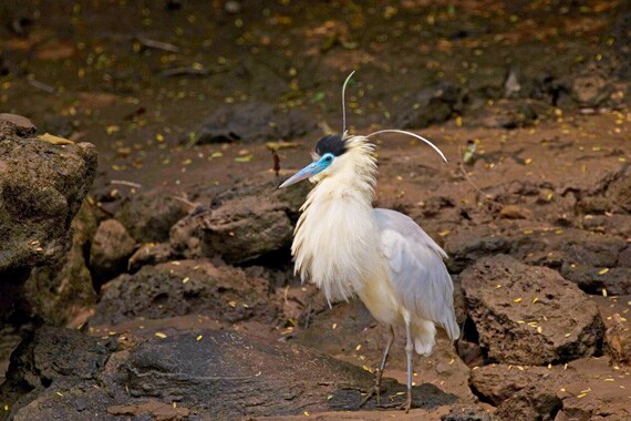 Peru contains the world's greatest number of bird species, nearly half of which inhabit the Peruvian Amazon.