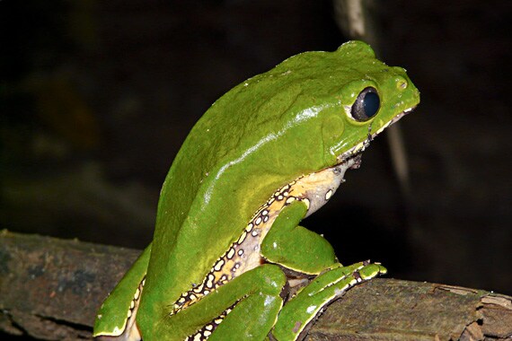 More than 1000 species of frogs are found in the Amazon Basin.