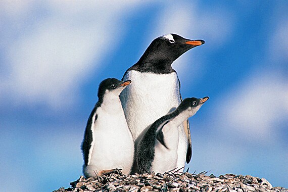 Adult Gentoo penguin with chicks.