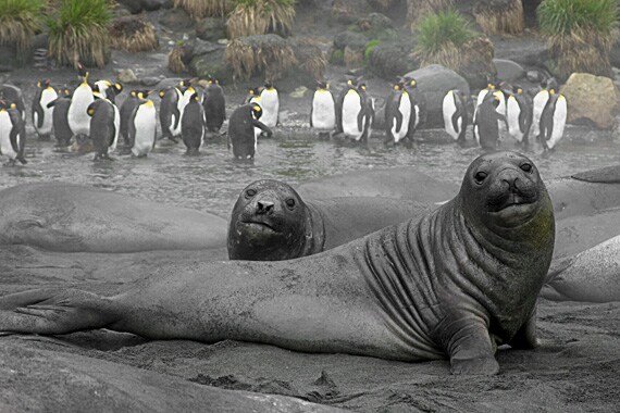 Sunbathing elephant seal pups.