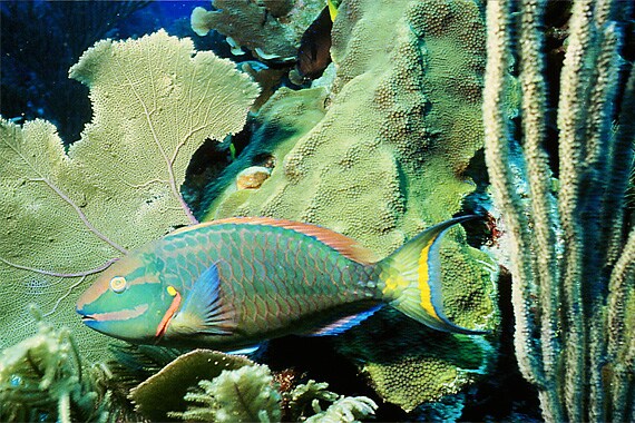 Due to its isolation from the mainland, the waters are exceptionally clear with a fabulously rich reef system that offers the best snorkeling in the Caribbean.