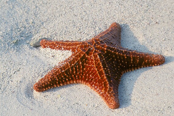 The reefs of Belize have long been known as the richest in the Caribbean, and Glovers is the best in Belize!