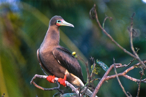 Managed by the Belize Audubon Society, this 44-acre island reserve is a nesting ground for the red-footed booby and a great location for our basecamp.