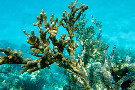 The waters surrounding Half Moon Caye have abundant marine life with the renowned Blue Hole, a diver's paradise, just minutes away.