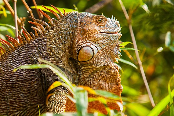 Among Costa Rica's hundreds of reptile species is the prehistoric green iguana, growing up to two meters in length.