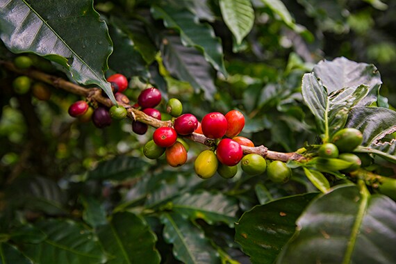 Coffee is both art and science in Costa Rica, whose farmers produce some of the world's finest beans.
