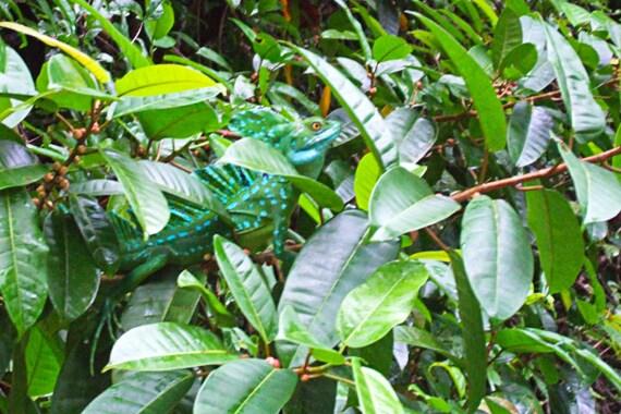Famous for their ability to walk on water, a Basilisk lizard hides among the vegetation. Our guides are experts at spotting such stealthy creatures.