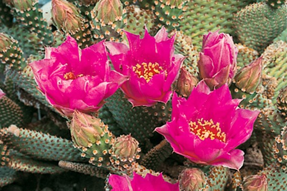 Our spring departures are timed to coincide with annual wildflower and cactus blooms.