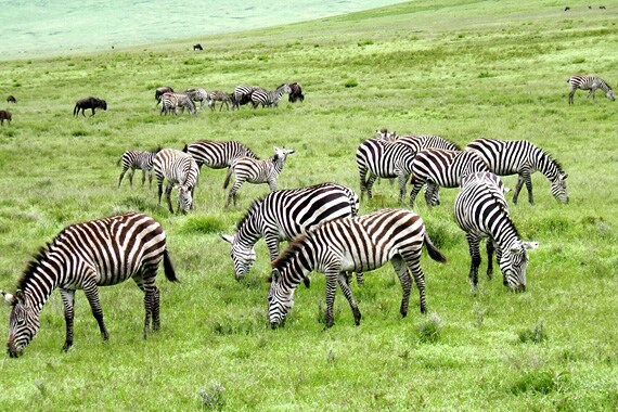 Over 20,000 mammals call this crater their permanent home including prides of lions, zebra, giraffe, elephant, hippos and the rare black rhino.