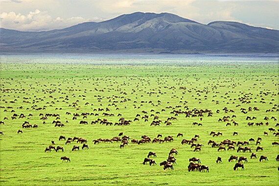 On to the Serengeti, most famous for its annual migration of mammals, the largest concentration of animals in the world.