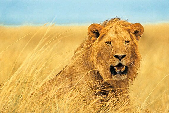 Where one finds thousands upon thousands of herbivores, there are plenty of predators. The Serengeti boasts one of the world's greatest concentrations of big cats.