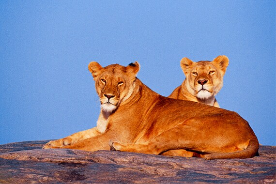 East Africa is the classic destination for wildlife viewing. All the "Big Five" are present including numerous prides of lions and other predators.