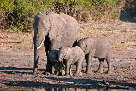 Create an animal life list with your kids--from antelopes to zebras, you'll check off dozens!