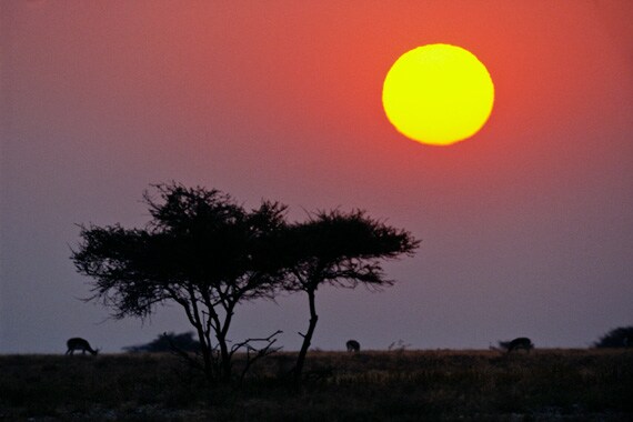 Get out the khaki, pack the binocs and bring the whole family to Tanzania for a once-in-a-lifetime vacation.