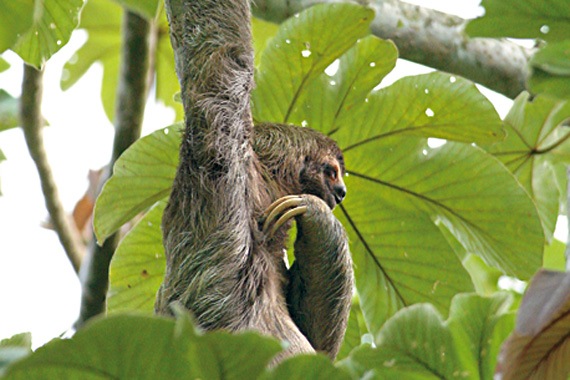 Costa Rica Family Tour: Hike, Paddle, Zip Line | Travel with REI