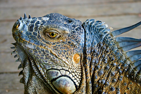 Costa Rica has something special for every member of the family and ... Costa Rica has something special for every member of the family and ...
