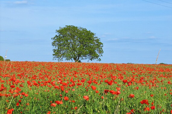 Each day's ride offers new pastoral scenes of life in France's farming communities, where fields of poppies, sunflowers, mustard and vineyards bursting with grapes color the land.