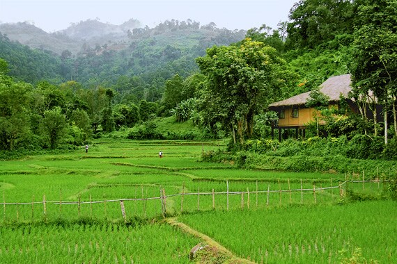 We'll hike a leisurely two hours to the traditional Mae Kampong village in the highlands. Here, each family on our trip enjoys the opportunity to stay overnight in a local family's home.