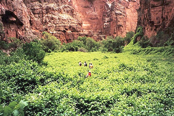 We explore new and different areas each day, like meadows thick with wild grapevines.
