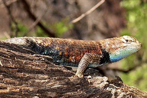 One of the many creatures our guides will help you spot in the canyon, a colorful Yarrow's Spiny Lizard rests on a log.
