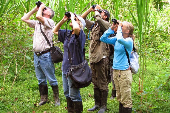 Setting our sights on tropical birds found only in the Amazon.