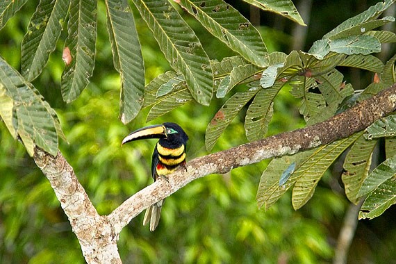 The Amazon Basin of Ecuador boasts over 500 species of birds.