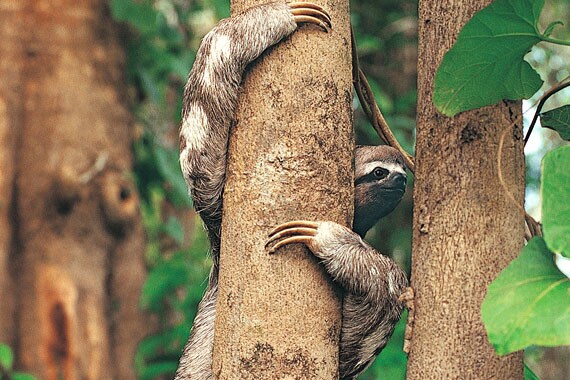You may spot two- and three-toed sloths, indigenous to the rainforests of Central and South America.