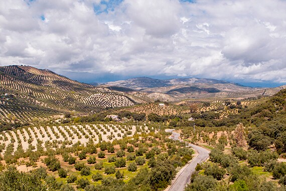 Biking through Andalusia, olive groves are abundant. Spain produces 10% of the world's olive oil.