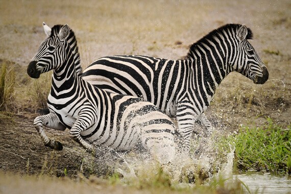 Black with white stripes or white with black stripes?