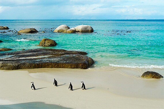 Boulders Beach African Penguin colony.