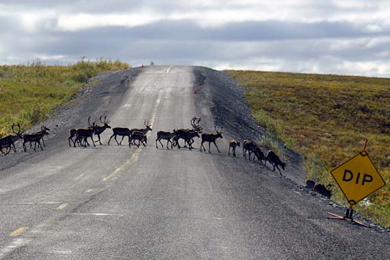 Traffic jam along the remote, 414-mile long Dalton Highway.