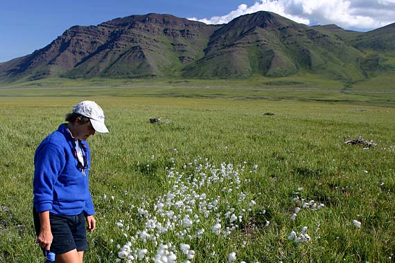 Hiking along the western edge of the Arctic National Wildlife Refuge, enjoying the solitude of these pristine, untamed lands.