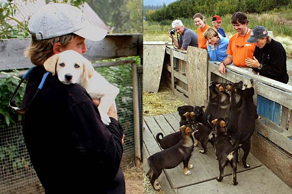 A visit to a working sled dog kennel near Manley provides an opportunity to learn about the unique relationship between dog and musher.