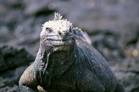 Endemic to the Islands, the marine iguana is the world's only ocean-dwelling lizard.
