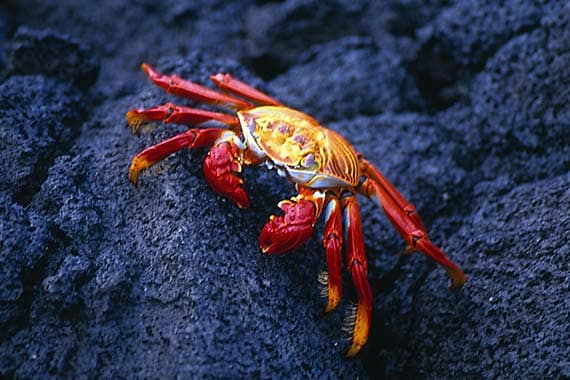 The brightly colored Sally Lightfoot Crab--a ubiquitous island native.