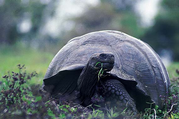 You can't go to the Galapagos without falling in love with these funny, prehistoric creatures.