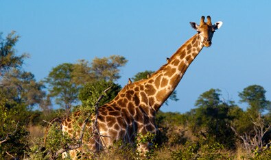 Botswana Adventure Safari – Okavango Delta