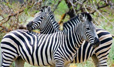 Botswana Classic Safari – Okavango Delta