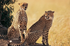 Mount Kilimanjaro Climb - Marangu Route and Safari Extension