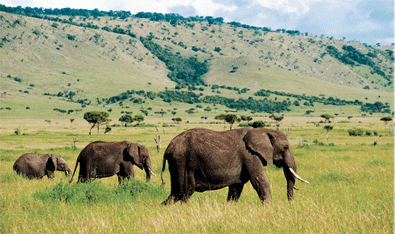 Classic Safari Family Adventure