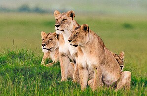Tanzania Classic Safari