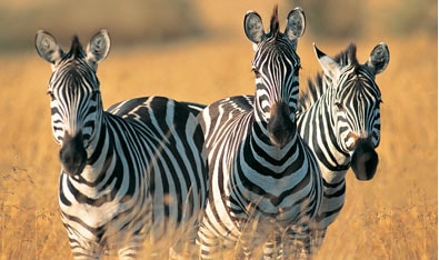 Tanzania Classic Safari