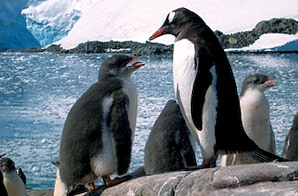 Antarctica Cruise: Adventure Ships