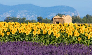 Provence Cycling