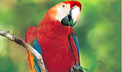 Ecuadorian Amazon Eco Lodges