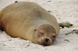 Galapagos Holiday Cruise &mdash; Ecuador
