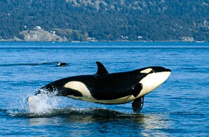 San Juan Islands Family Adventure