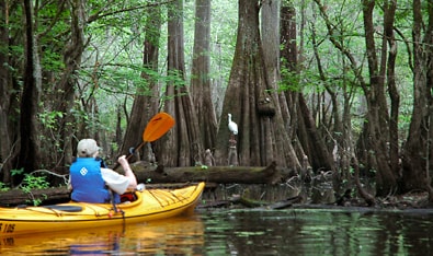 Edisto River Kayaking